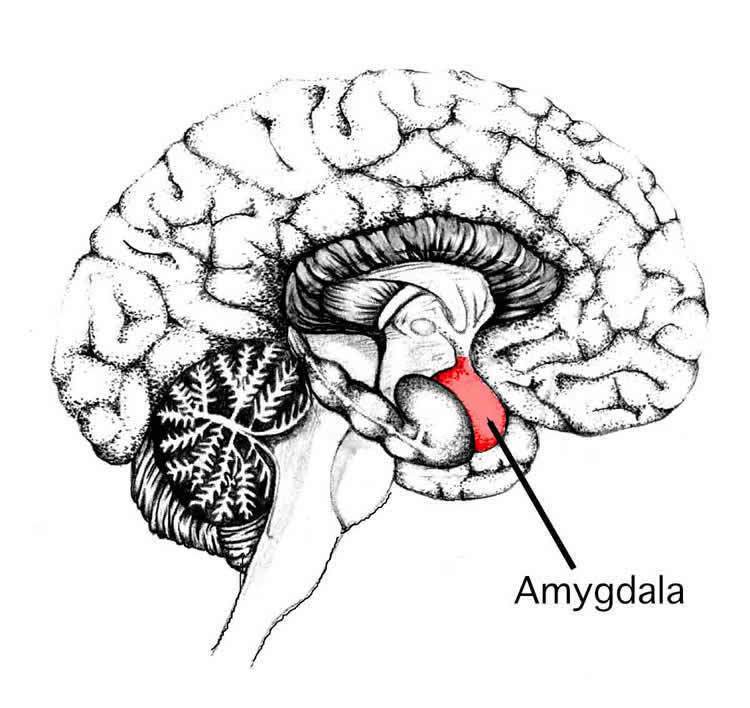 amygdala health