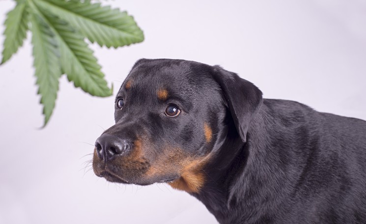Pets and Medical Marijuana