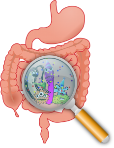 gut health importance