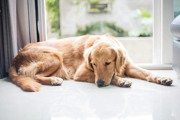 Natural Solutions Help Canine Stress