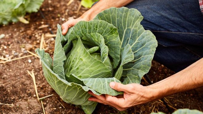 Humble Cabbage Fights Cancer