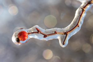 benefits of rosehips