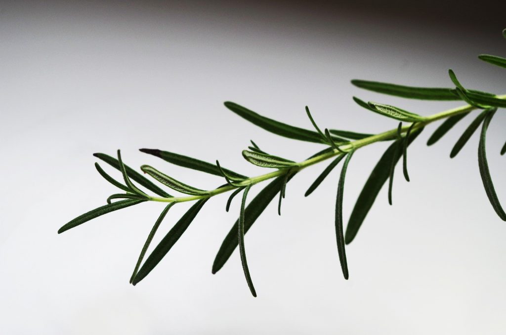 benefits of rosemary